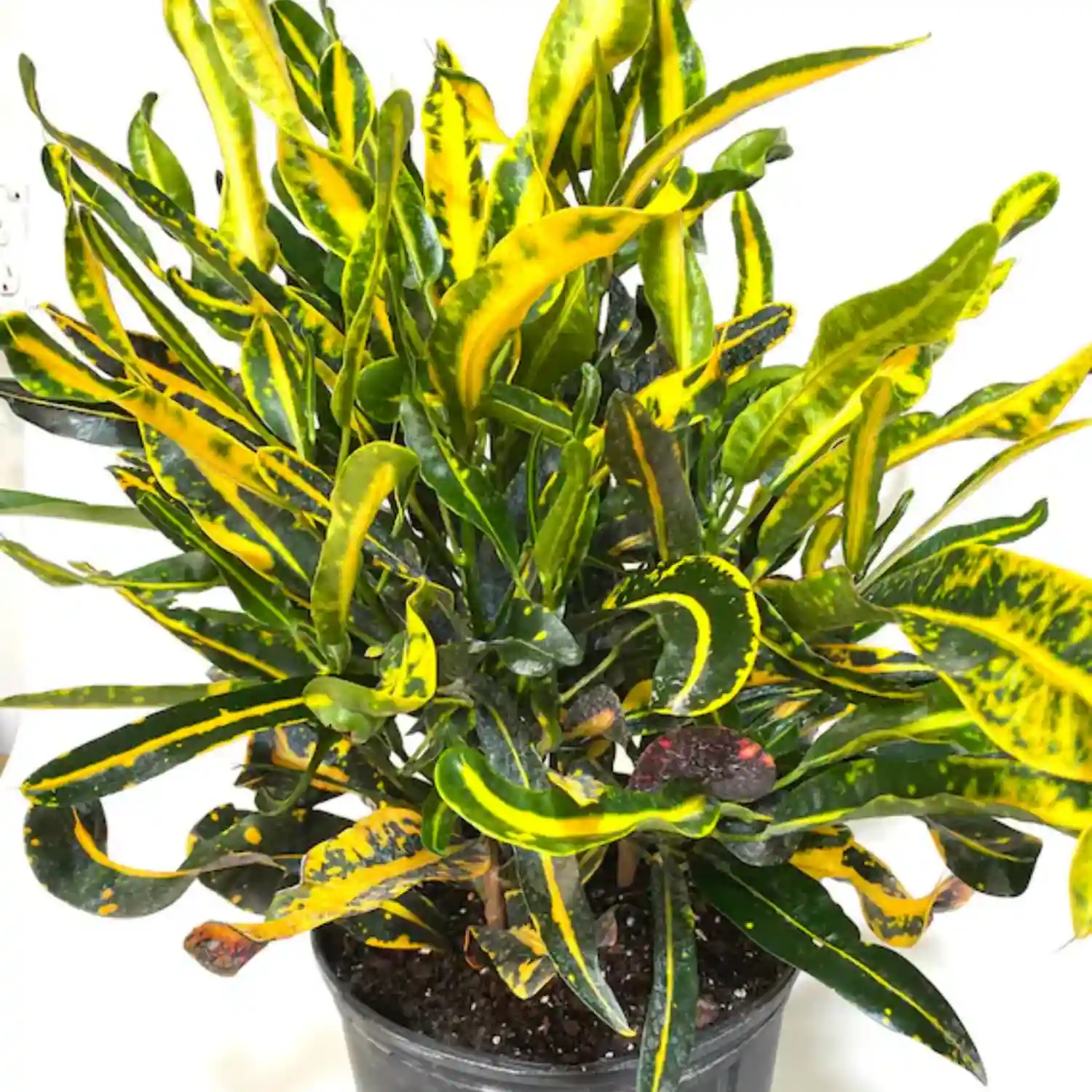 Twisted Croton